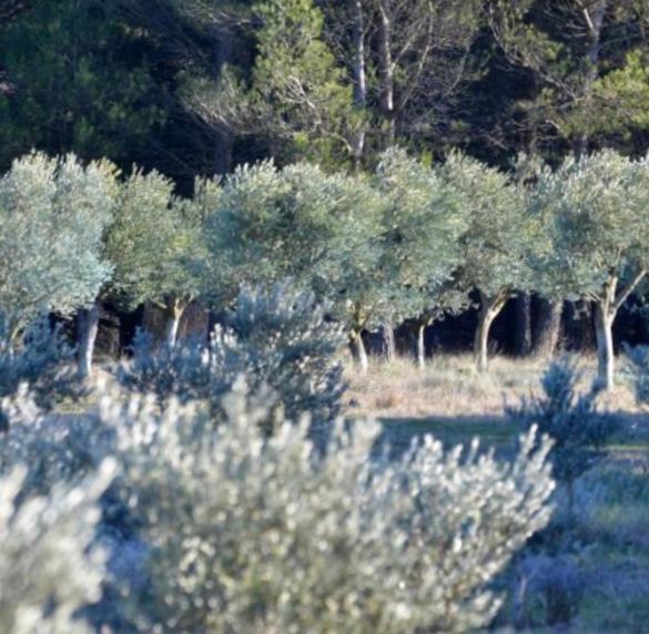 Les Cabanons Sainte Victoire Hotel Luaran gambar